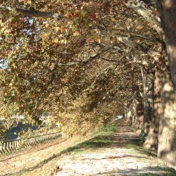 Biophysical analysis of public trees in Padova: biodiversity and ecosystem services