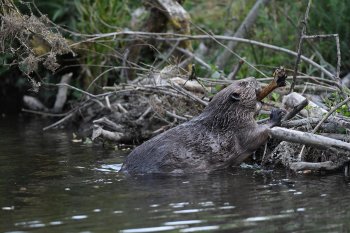 Beaver dam - credit to David Parkyn