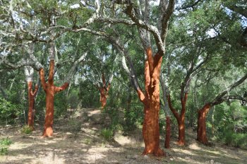 Public cork oak woodlands in Sardinia