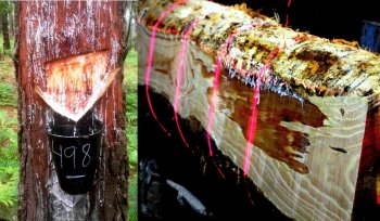 Pine tapped with wide face, 20 cm, (left) and resin-impregnated wood behind the wound after sawing (right)