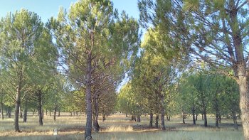 Early thinning in stone pine plantation forest