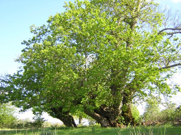 Castanea sativa tree