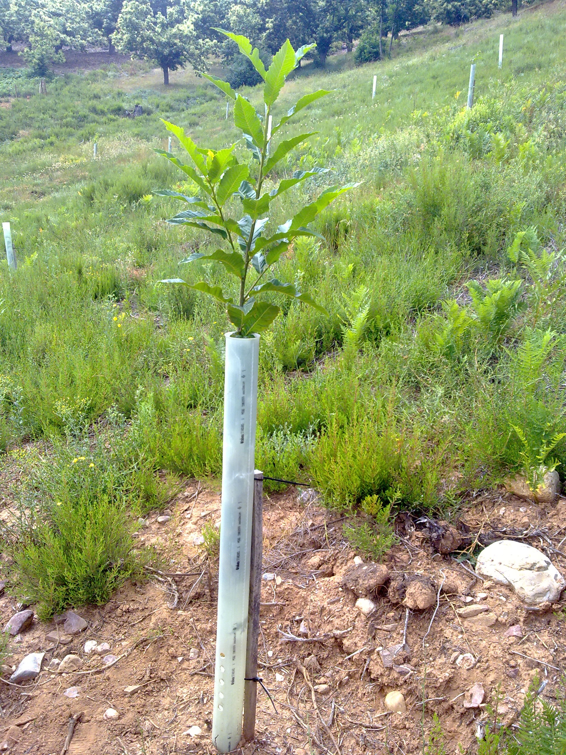 New chestnut orchard