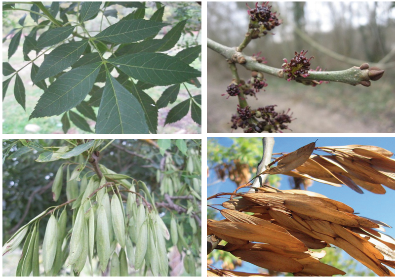 Leaf, and fruits of Fraxinus angustifolia Vahl.