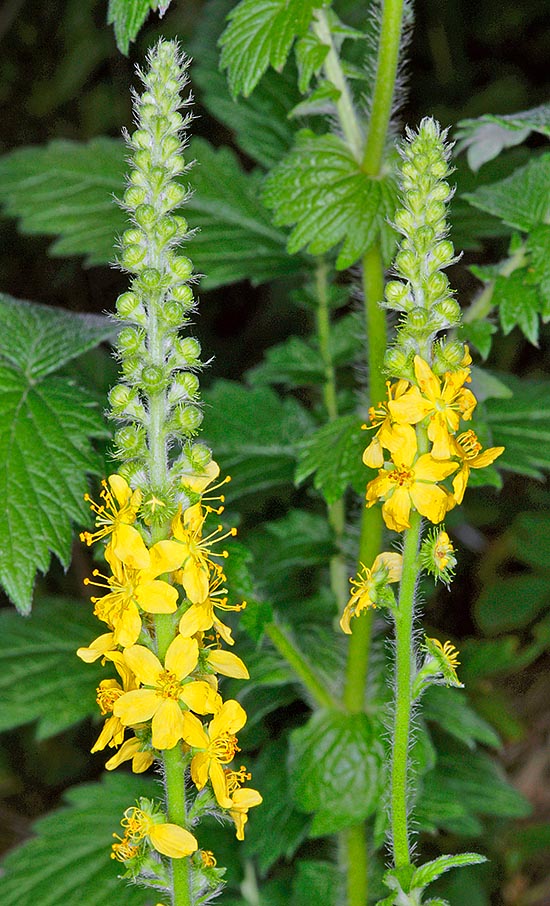 Agrimonia eupatoria