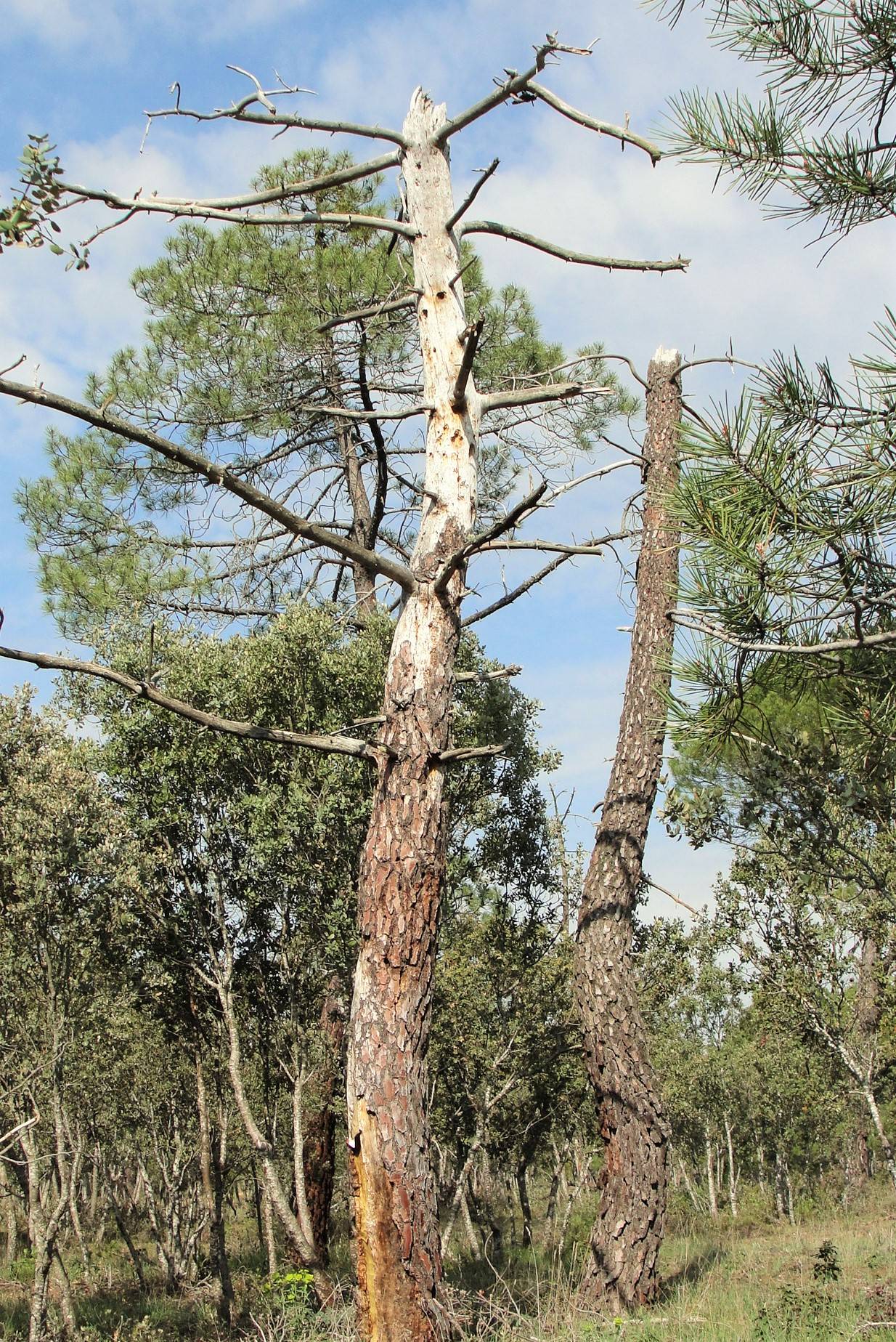 Pinus pinaster decay. (c) Cristina Prieto