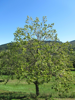 Chestnut tree impacted by ink disease