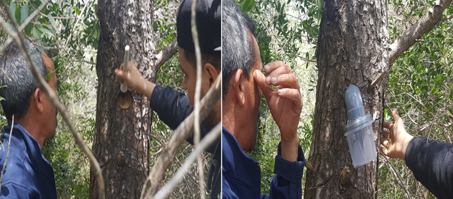 Resin tapping technique (Forest center of Sidi Bader - Tabarka) 