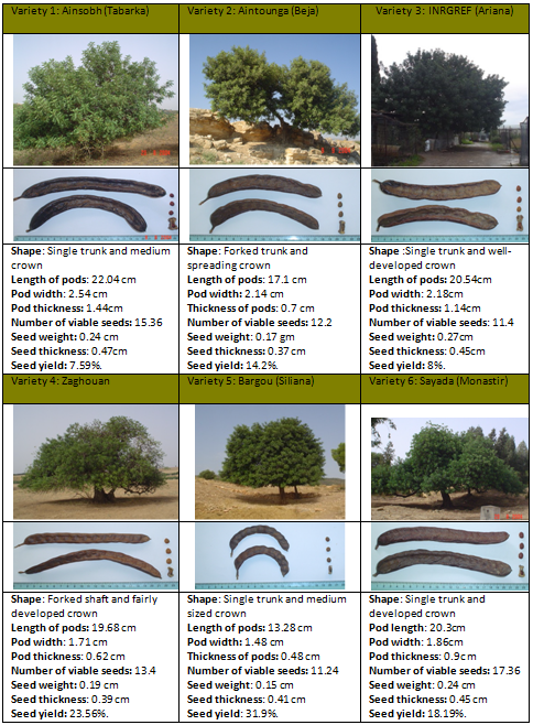 Morphological characterization results 