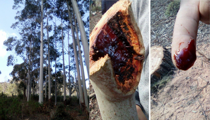 E.saligna tree aspect and its Kino resin recuperated after tree cutting (Zerniza arboretum, Bizert,Tunisia)