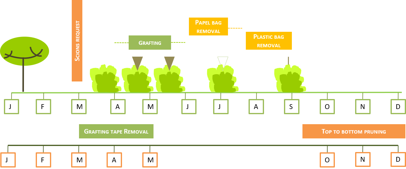 Stone pine grafting timings in Portugal (2 years cycle)