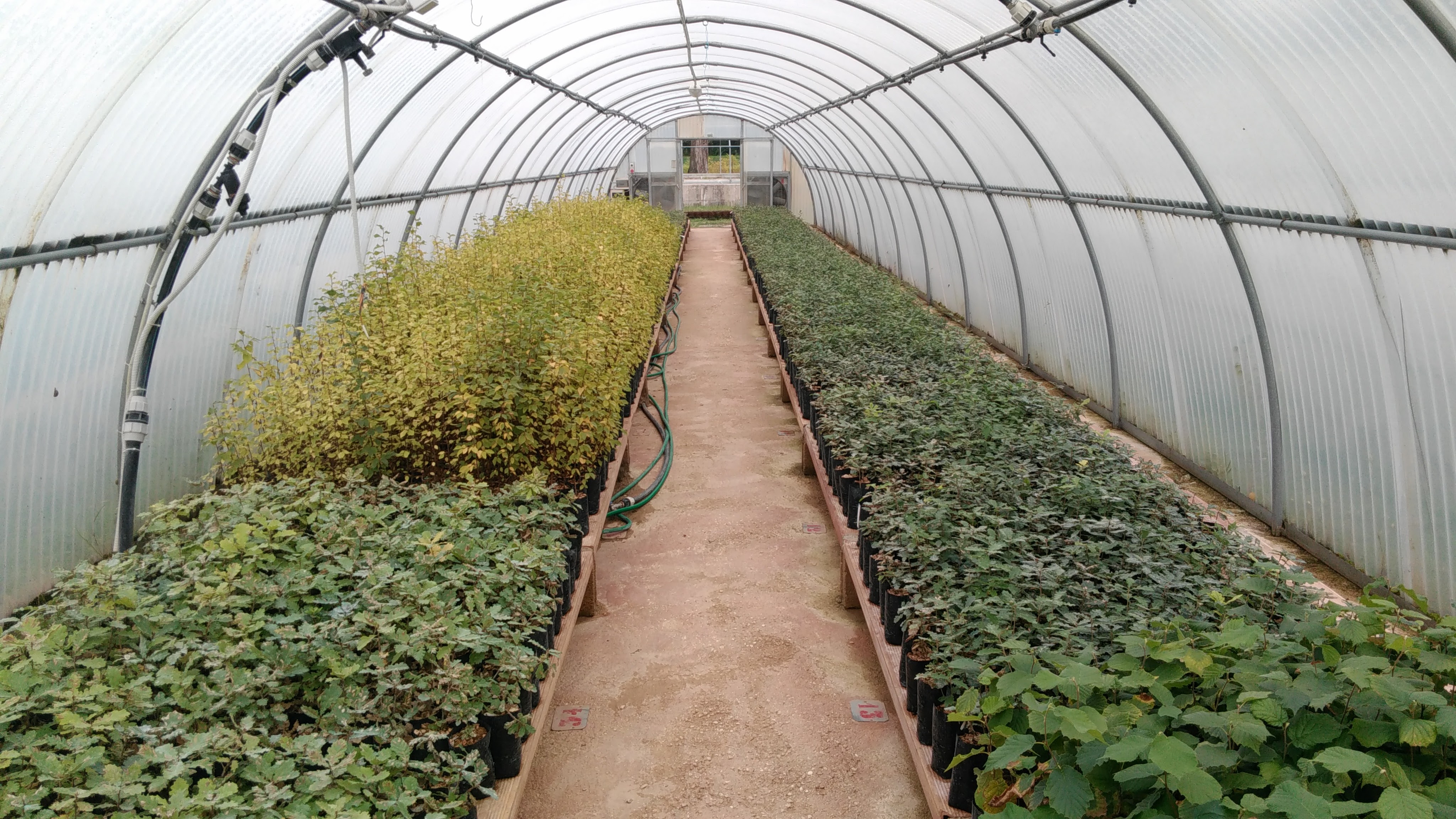 Green-house with mycorhized seedlings