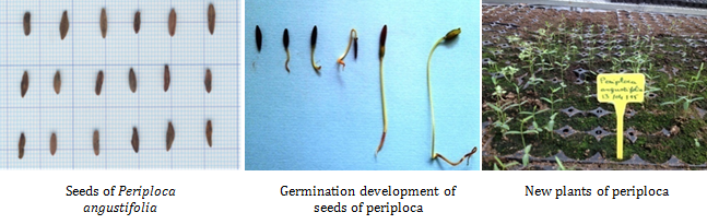 Seeds of Periploca angustifolia & Germination development of seeds of periploca & New plants of periploca