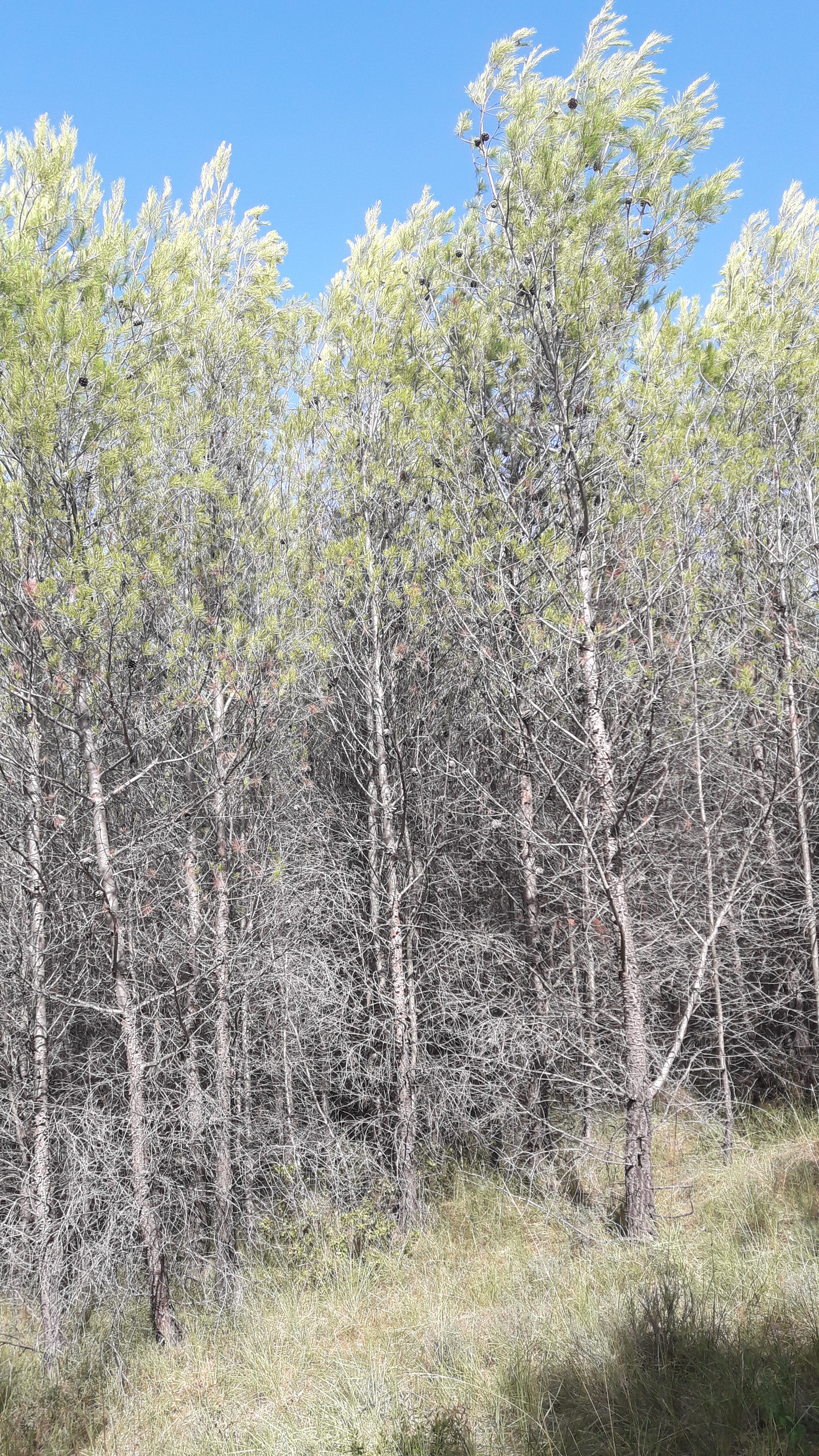 Young Aleppo Pine forest