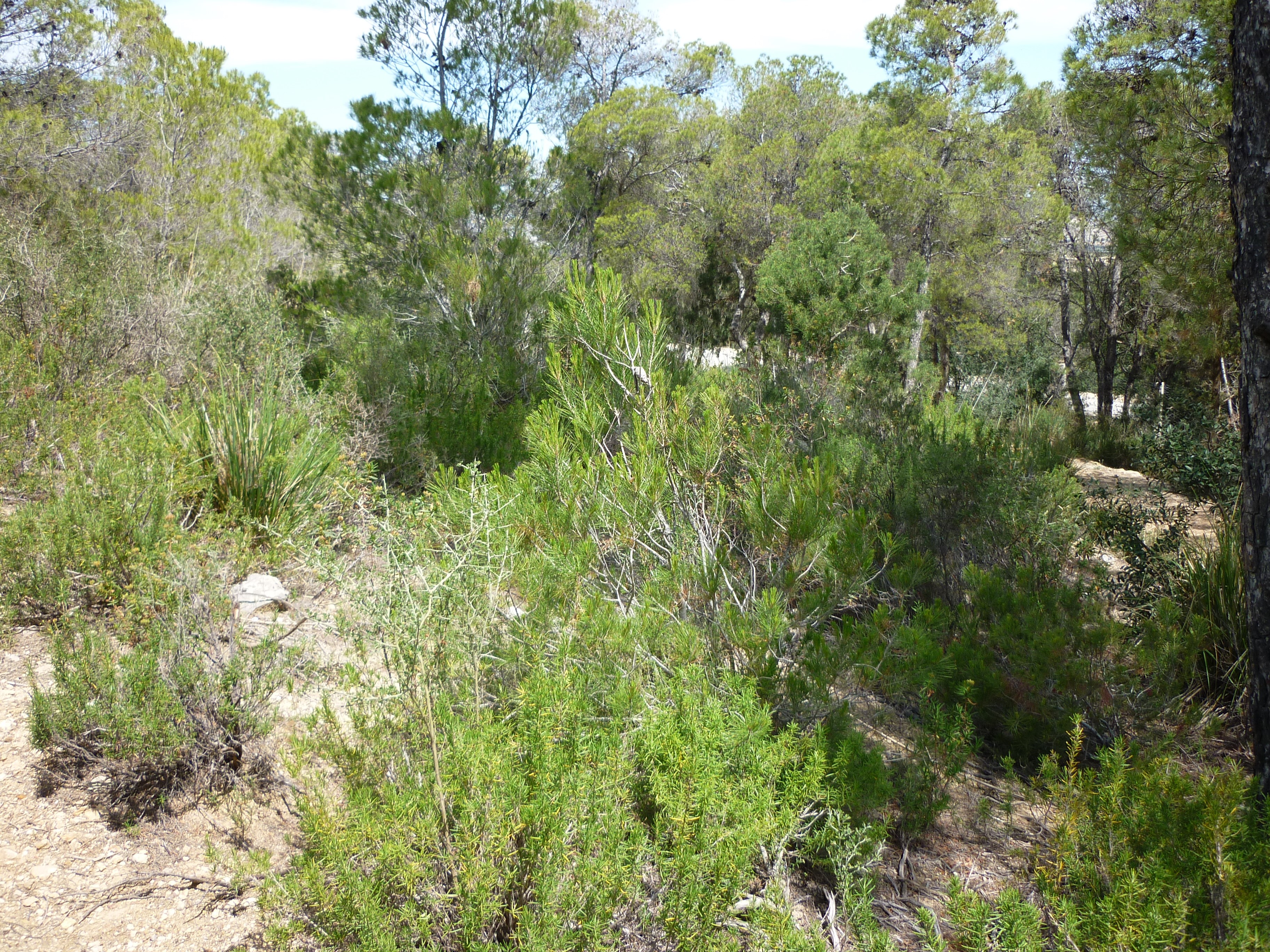 Distribution of Erica Multiflora and Cistus monspeliensis in natural Tunisian Aleppo pine forest.