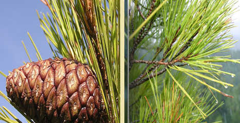 Appearance of cone and needdles of Pinus brutia (INRGREF, 2017)