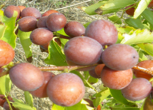 Fruits of Ziziphus jujuba (experimental station-Rouhia)