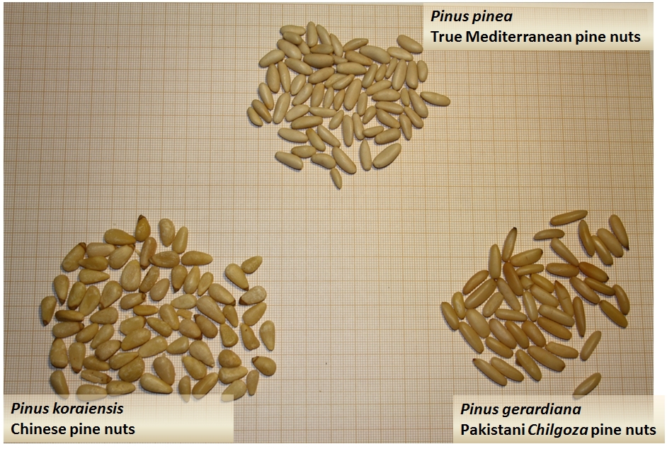Mediterranean pine nuts must not to be confounded with other species