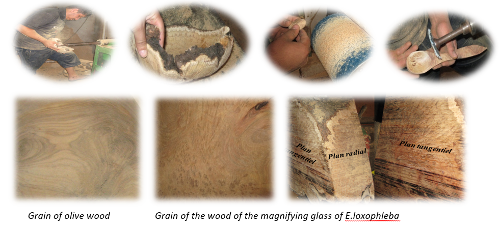 Grain of olive woodland Grain of the wood of the magnifying glass of E.loxophleba