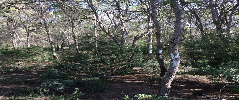 Natural Aleppo Pine forest (Djbel Mansour, Zaghouen) 