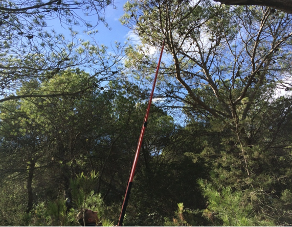 Natural Aleppo Pine forest (Djebel Mansour - Zaghouan)