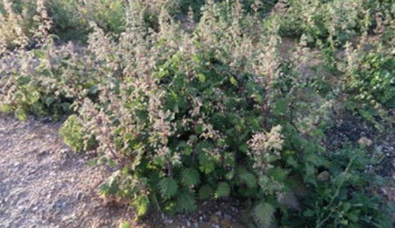 Urtica dioica Plants