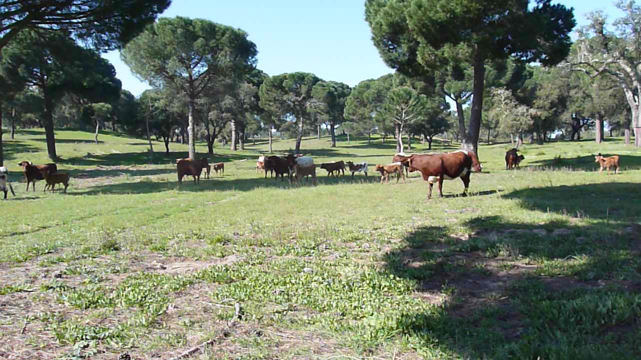 Abegoaria bovine herd livestock. 