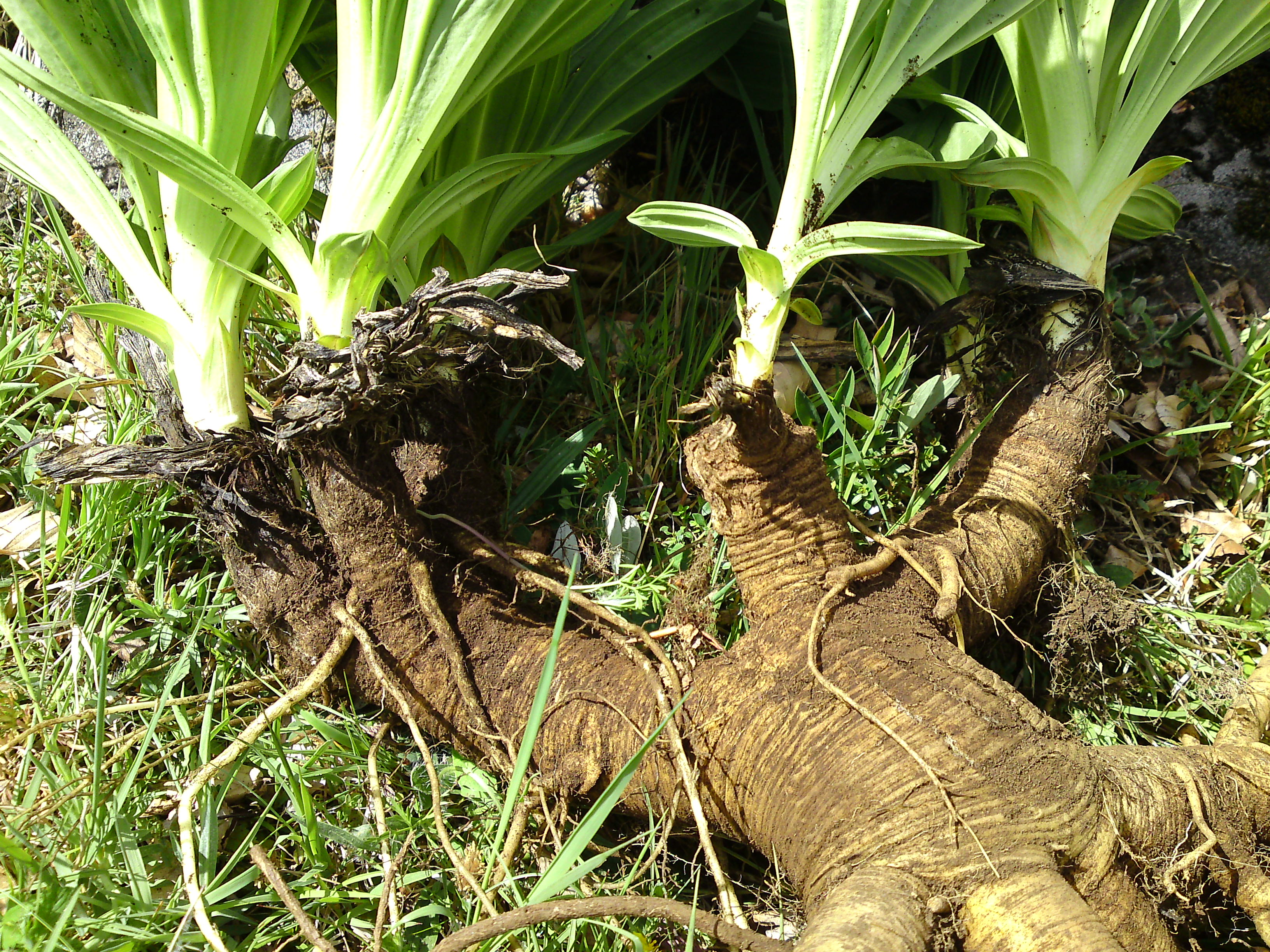 Underground part of a Gentian plant: rhizome + root system.
