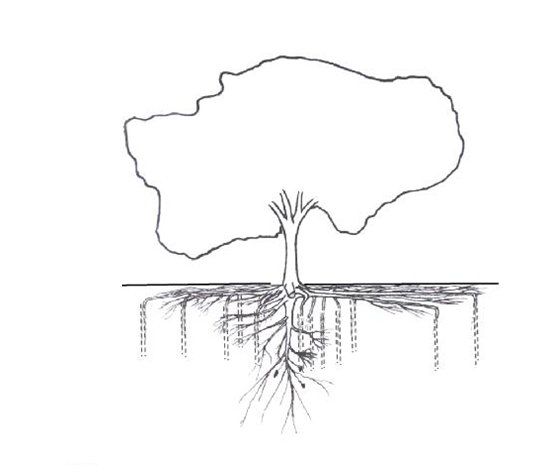 Cork oak schematic representation of superficial and deep roots (David et al, 2013 and 2016) 