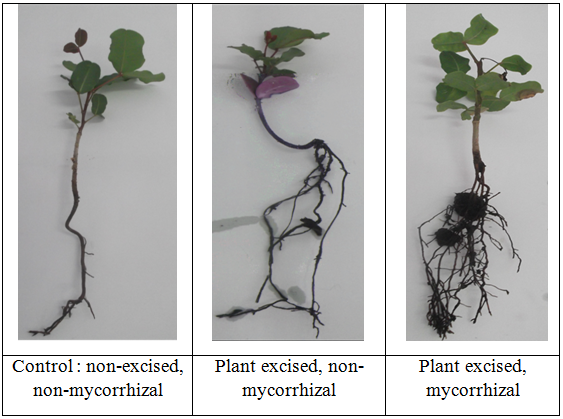 Morphology of excised and mycorrhizal carob plants compared to the control
