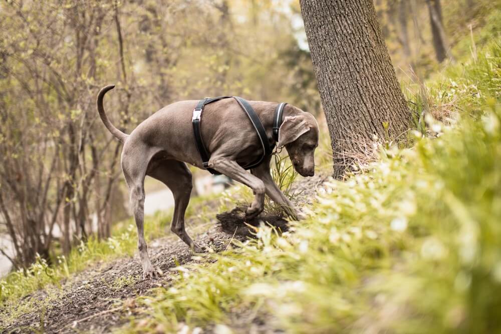 The dog of PragueTruffle