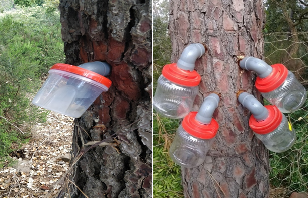 Resin extraction (Forest center of Sidi Bader - Tabarka )