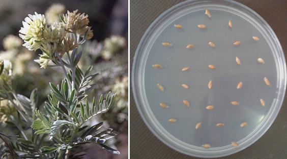 Leaf, flower and Seeds of Anthyllis barba-jovis 