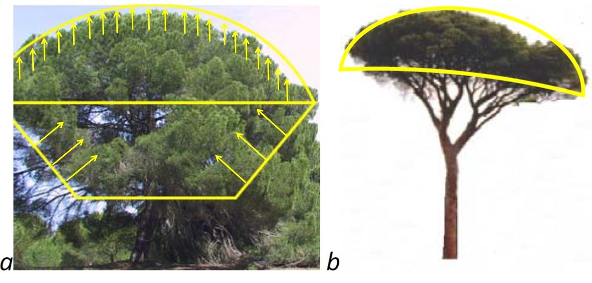 Crown development in stone pine (a. adult tree with expanding crown, but receding inner/lower crown; b. aged tree with hollow crown)