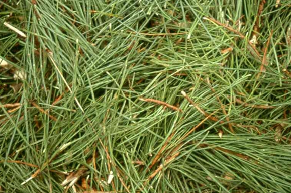 P. nigra needles