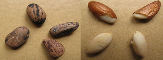 Pinus pinea seeds (INRGREF, 2015)