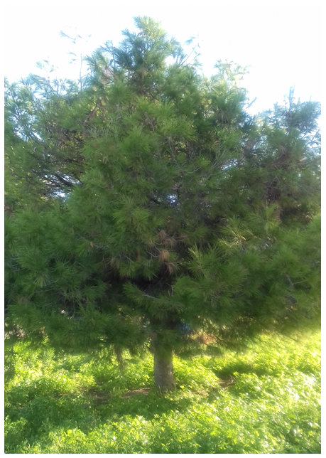 Aleppo pine tree