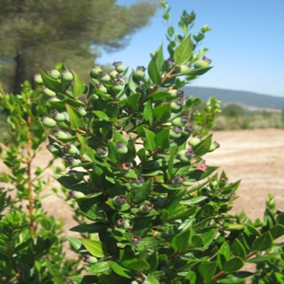 Fruits of Myrtus 