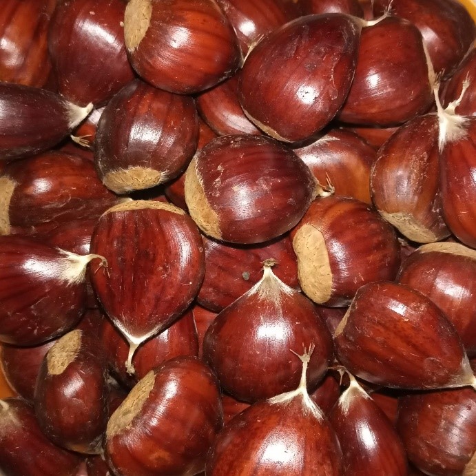 Homogeneous batch of Longal chestnuts 