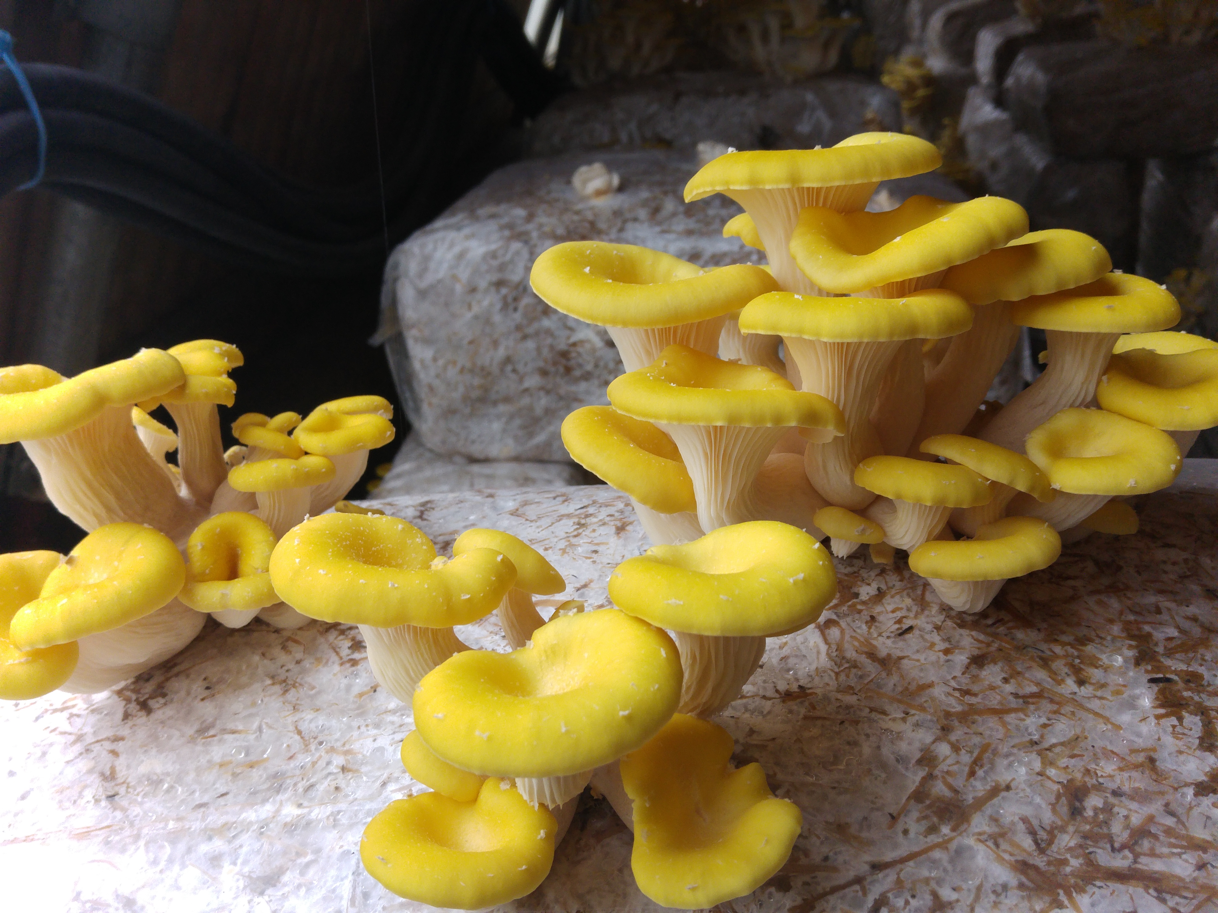 Dirfis mushrooms
