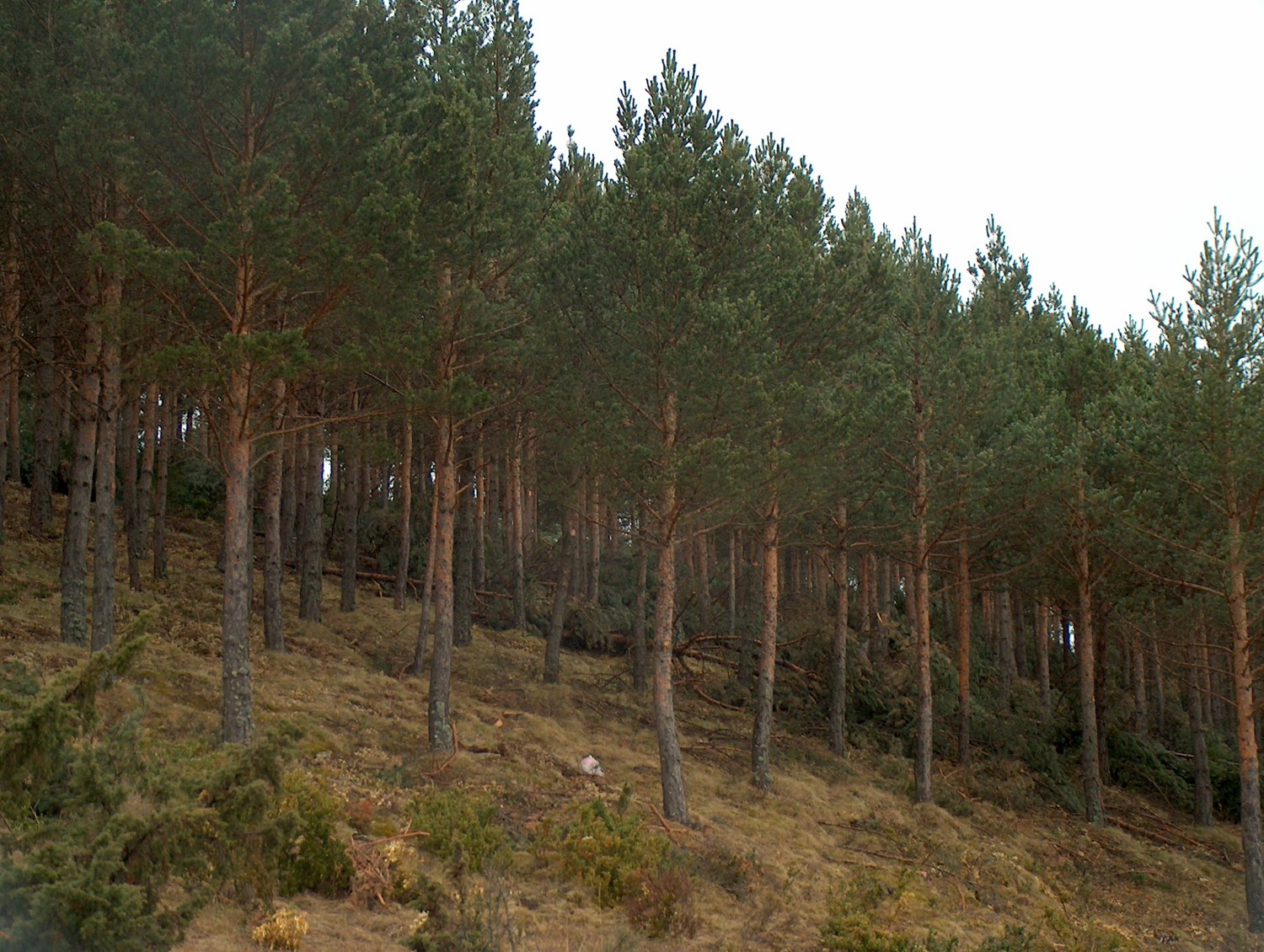Pinus forests (Source: José Antonio Bonet)
