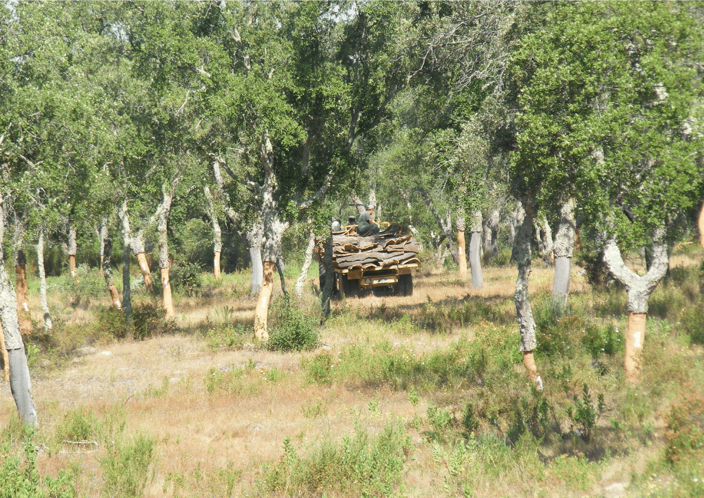 Cork oak woodlands have high biodiversity value and generate different ecosystem services of local, regional and global relevance. Cork harvesting are their main provisioning service Credit: Miguel Bugalho
