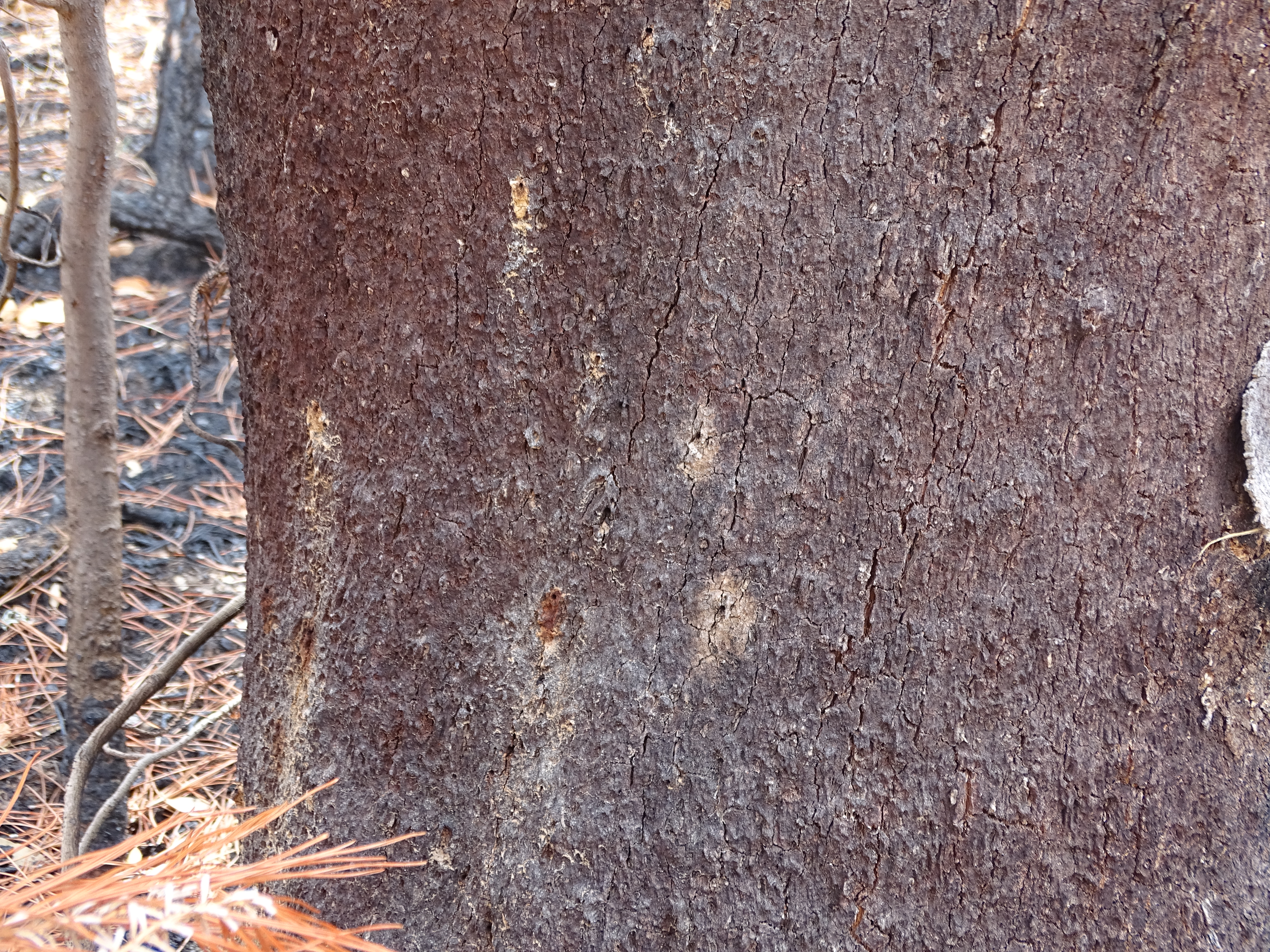 Sawdust expeled from the platypus holes in the cork oak trunk.
Photo credit: APFC - Coruche Private Landowners Association
