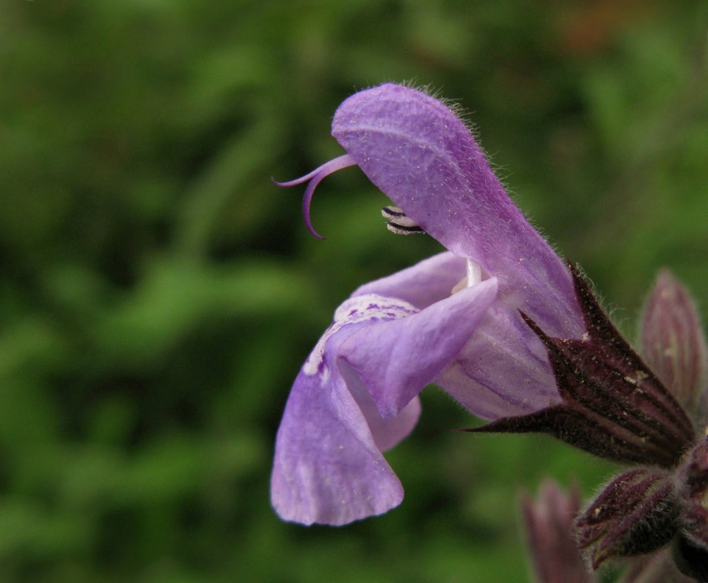 Salvia officinalis L.; http://magoleum.com/ljekovita-kadulja-salvia-officinalis/
