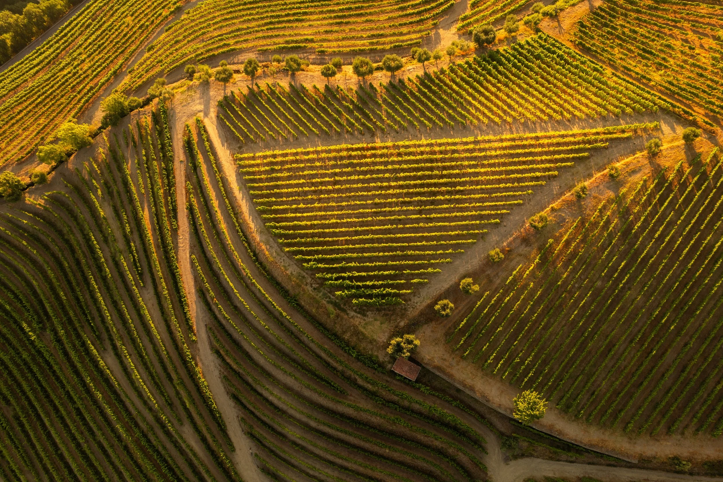 vineyard arial view