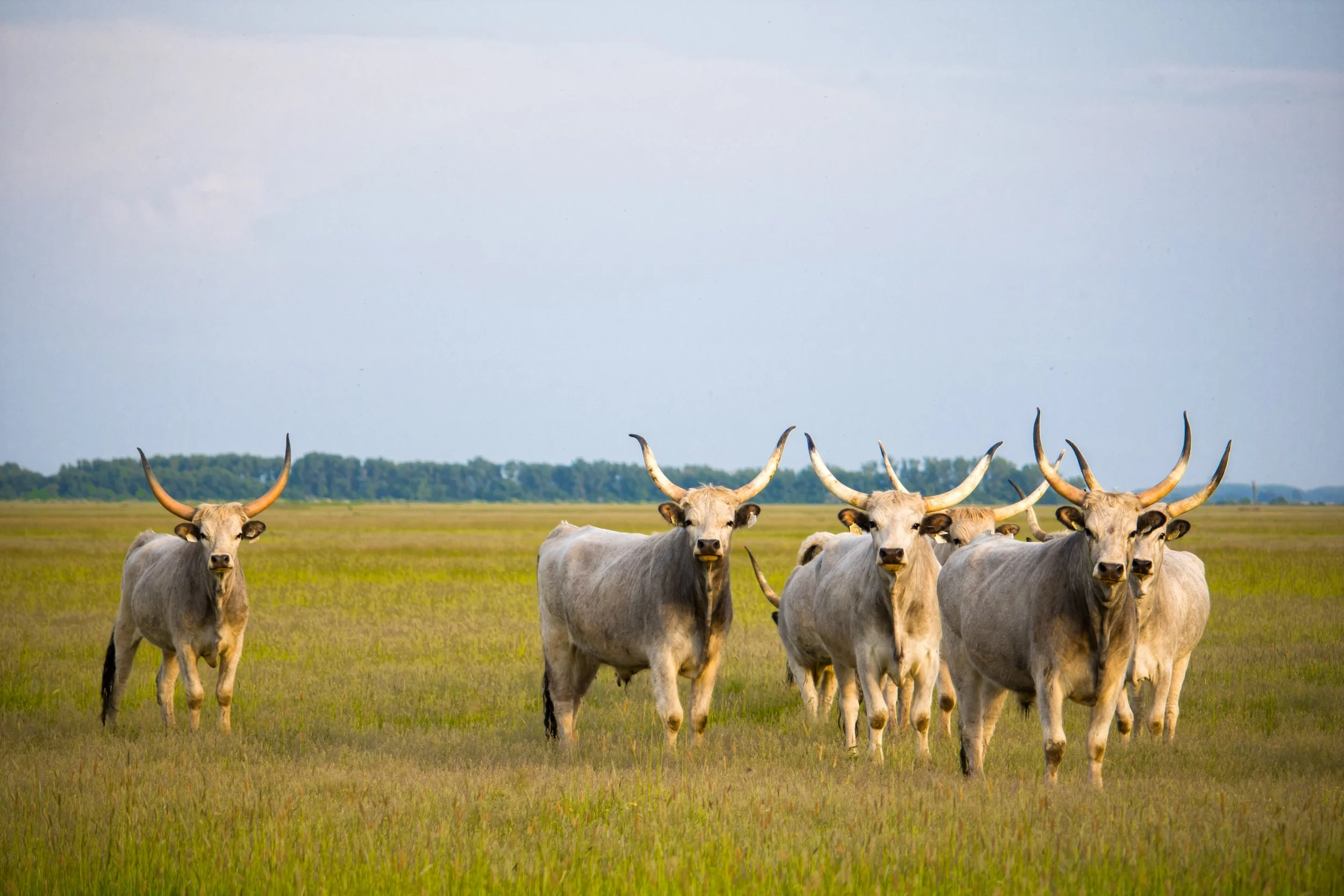 white boars in field