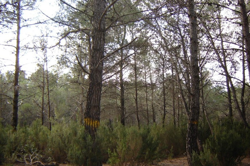 Tree selected from the Aleppo pine provenance trial (Jbel Abderrahmane - Cap Bon) 