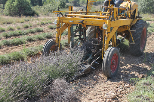 Mechanical harvesting of lavander