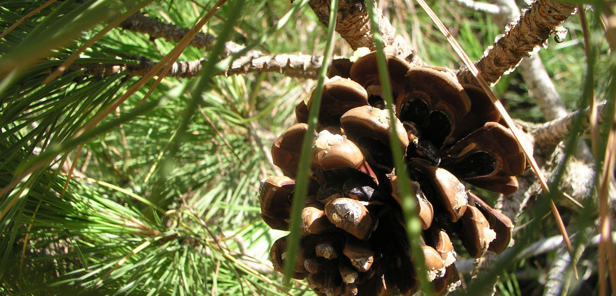 Mediterranean pine cone. (c) Santiago Perea S.L.