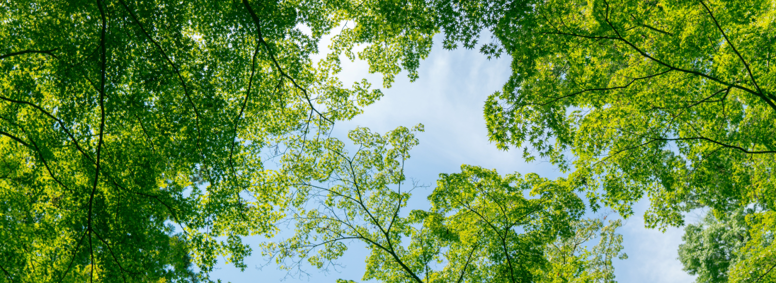 View of trees and sky